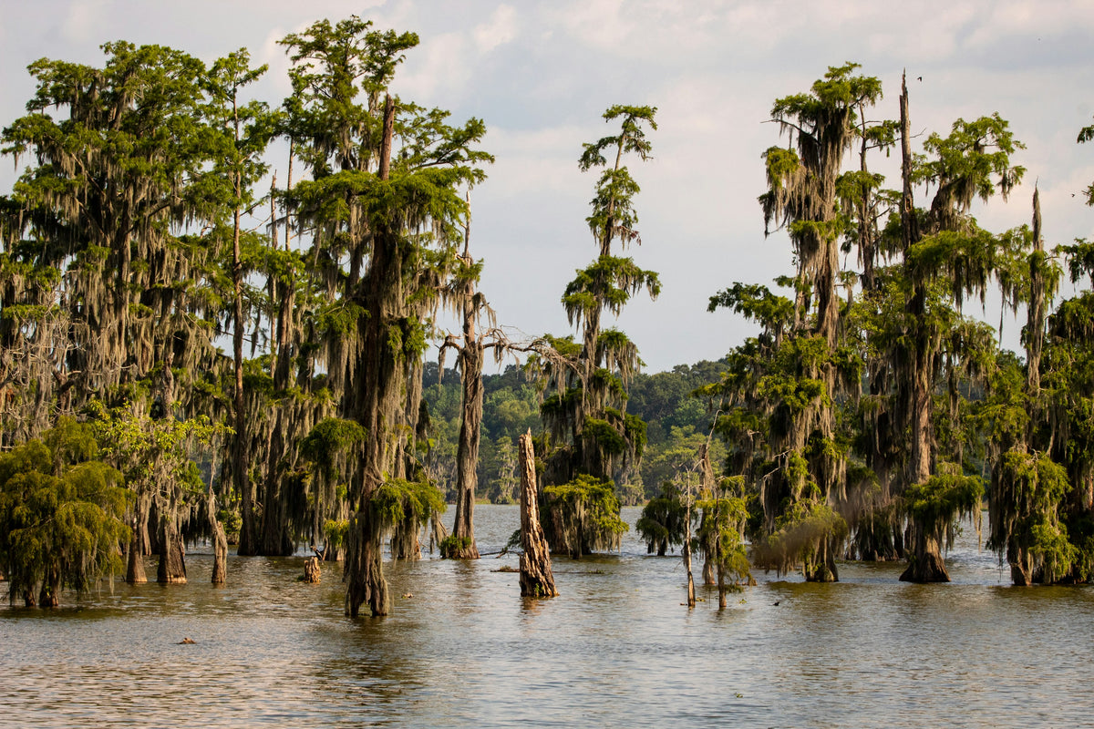 Bald cypress trees draped in Spanish moss standing in the water at Lake Martin, Louisiana